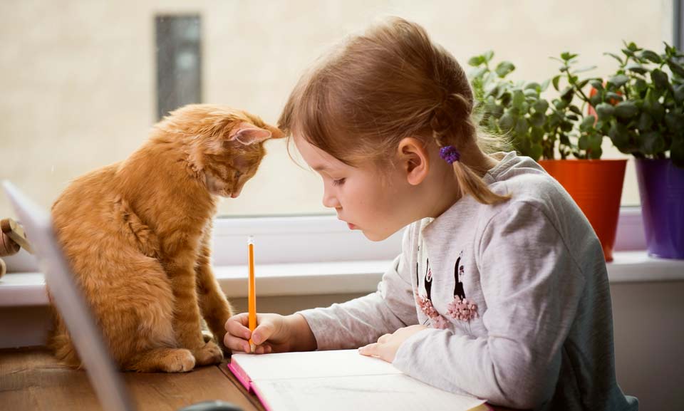 Veterinarian in Prosper, TX