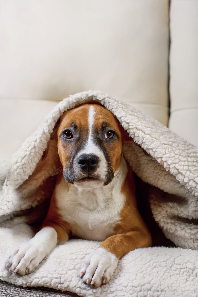 Pet Dental Care in Prosper, TX Pet Dental Care in Prosper, TX