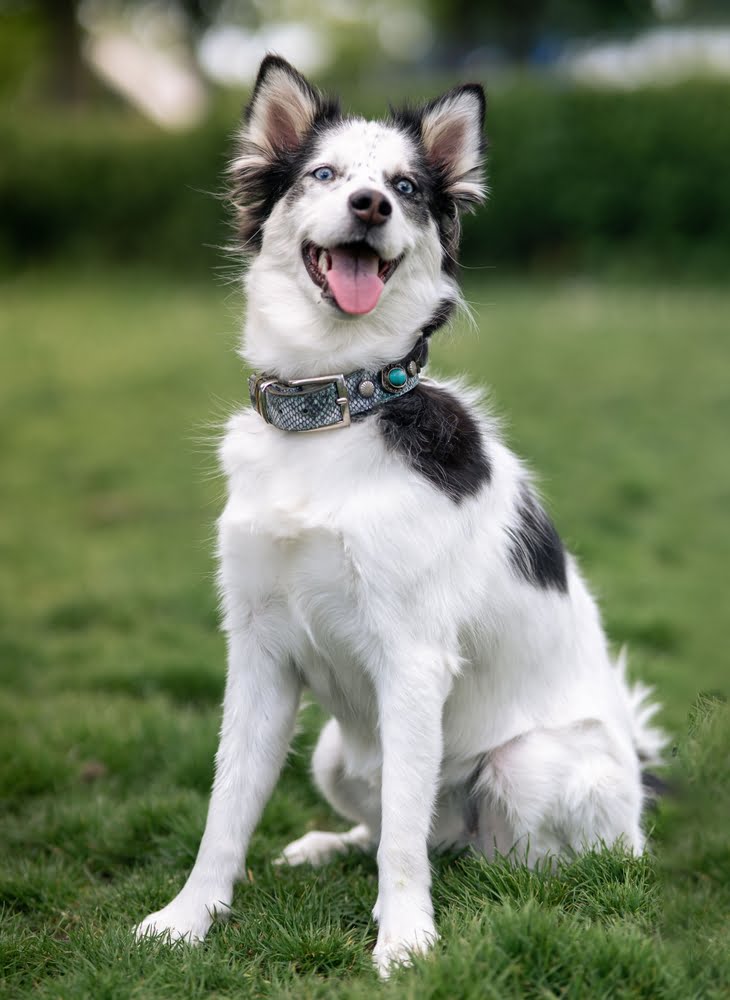 Pet Wellness Care in Prosper, TX