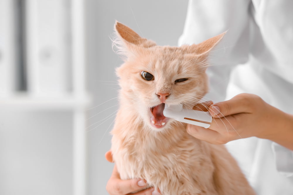 Pet Dental Care in Prosper, TX Pet Dental Care in Prosper, TX