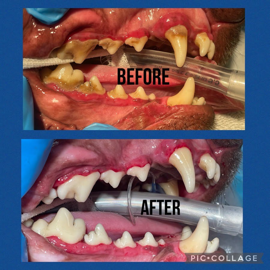 Pet Dental Care in Prosper, TX