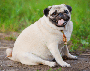 overweight dog 